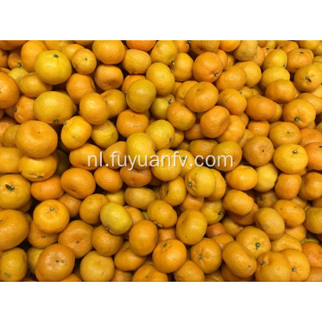 Hot Selling in Bangladesh Markt Baby Mandarin